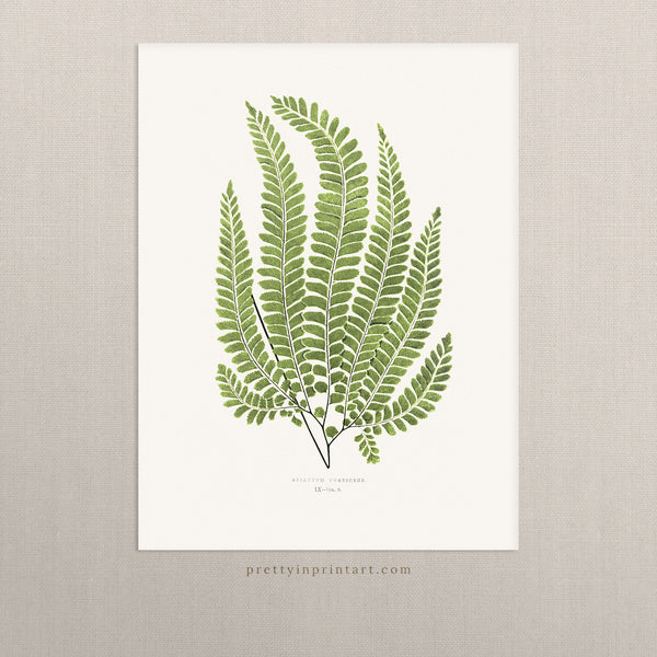 Fern, Botanical Art 00586 |  Unframed