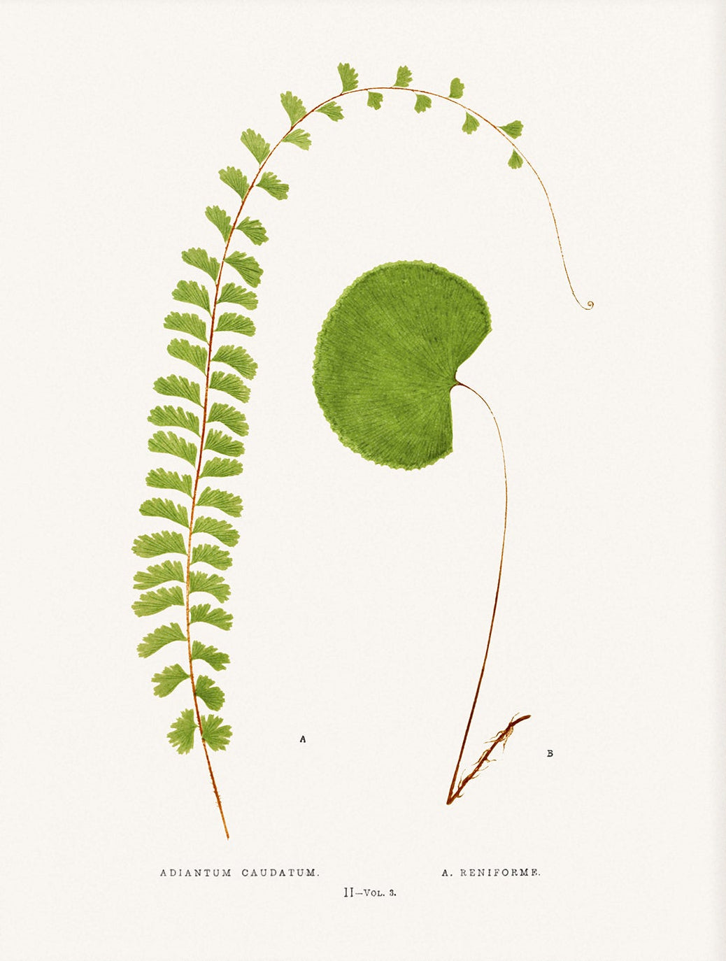 Fern, Botanical Art 00589 | Unframed
