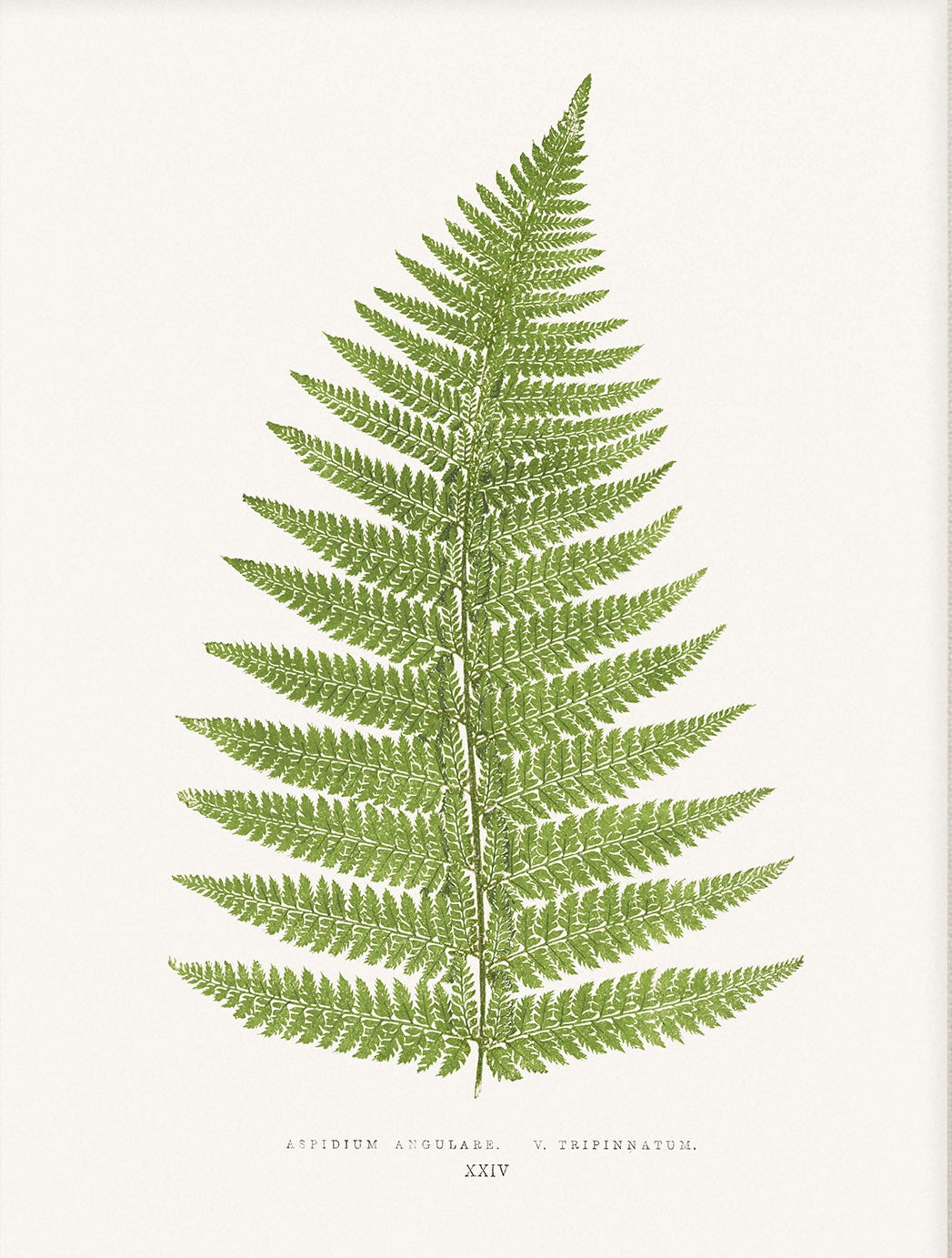 Fern, Botanical Art 00590 | Unframed