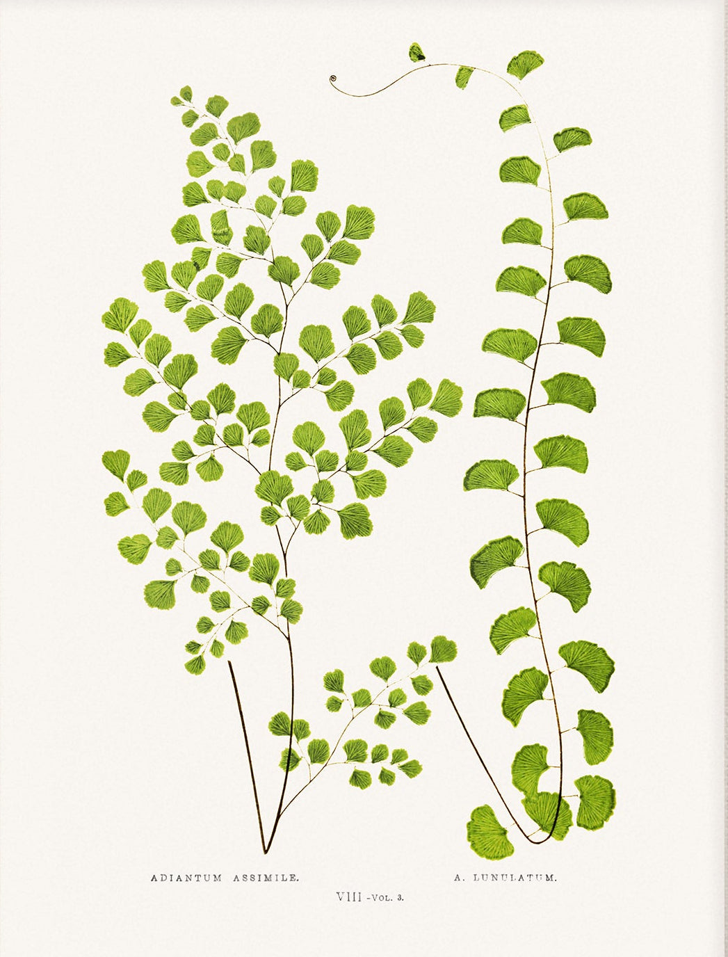 Fern, Botanical Art 00591 | Unframed