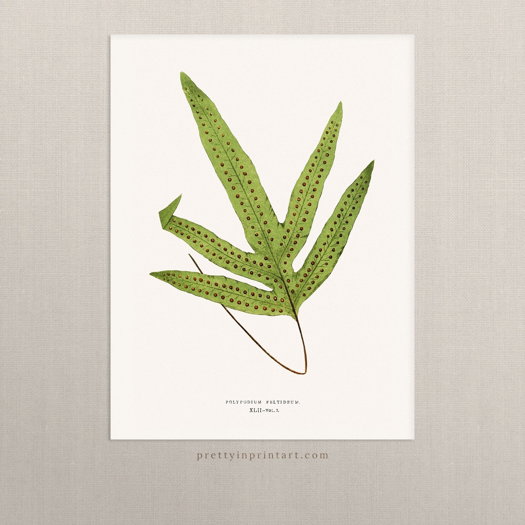 Fern, Botanical Art 00593 | Unframed