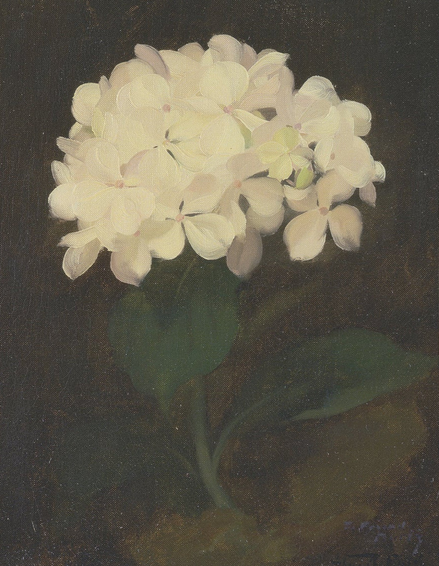 White Hydrangea Flower, 00847 | Unframed