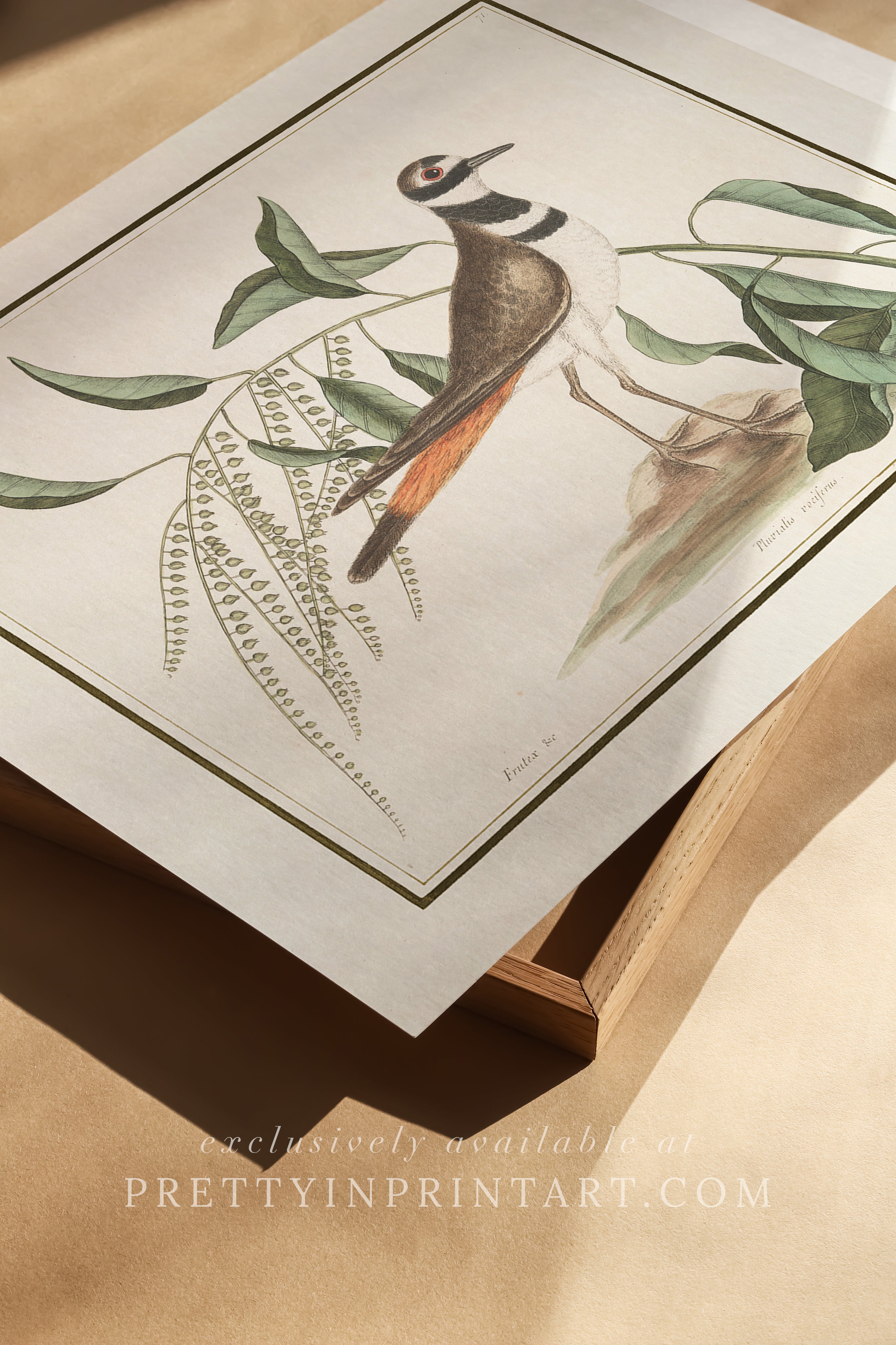 Vintage Bird Art Print 00913 | Unframed