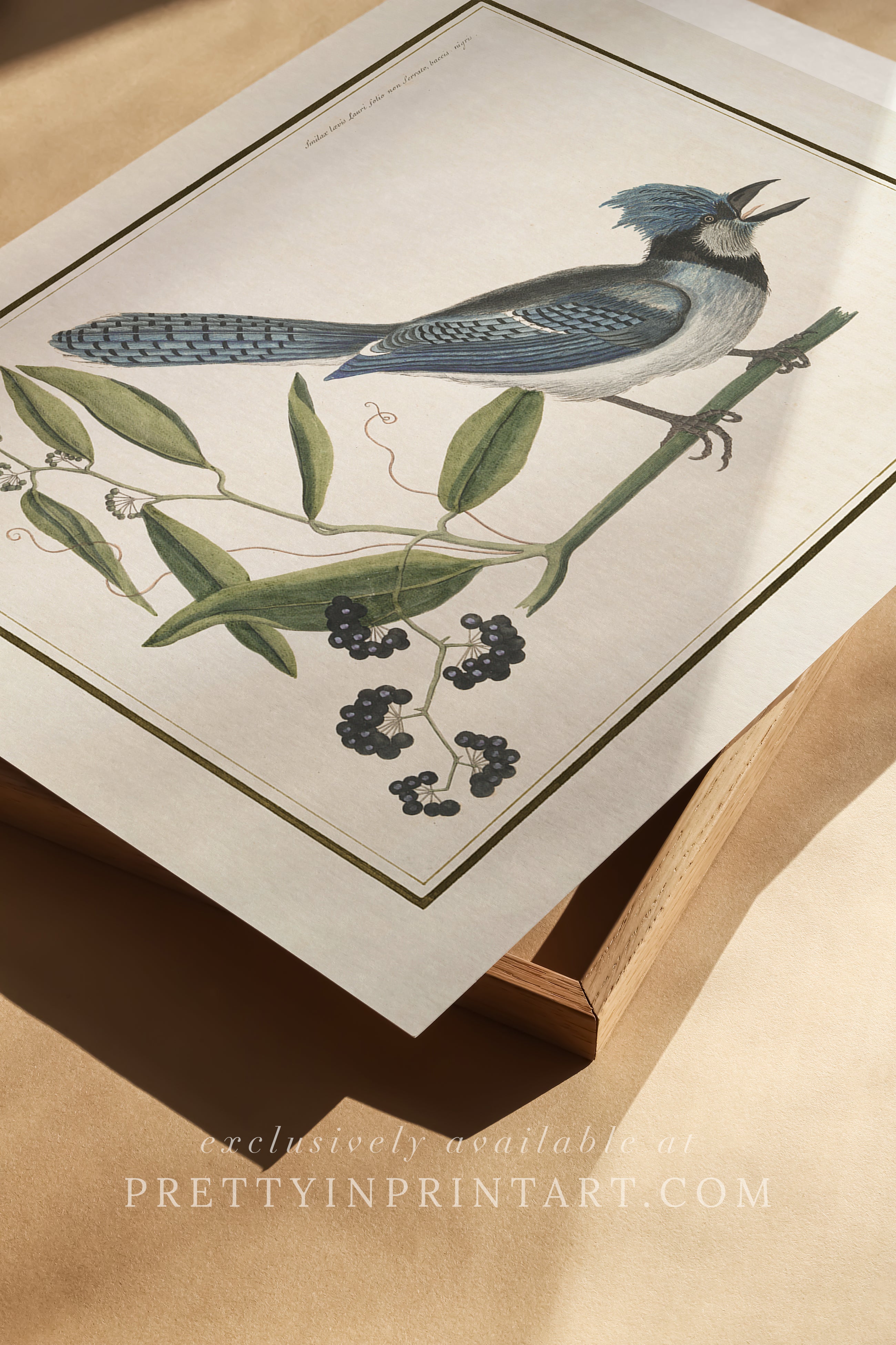 Vintage Bird Art Print 00915 | Unframed