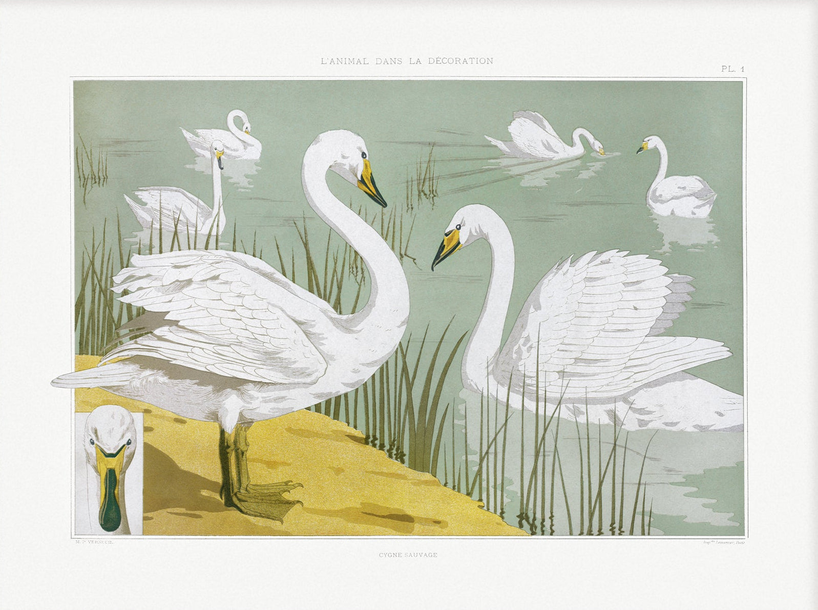 Elegant Swans Art 00509 | Unframed