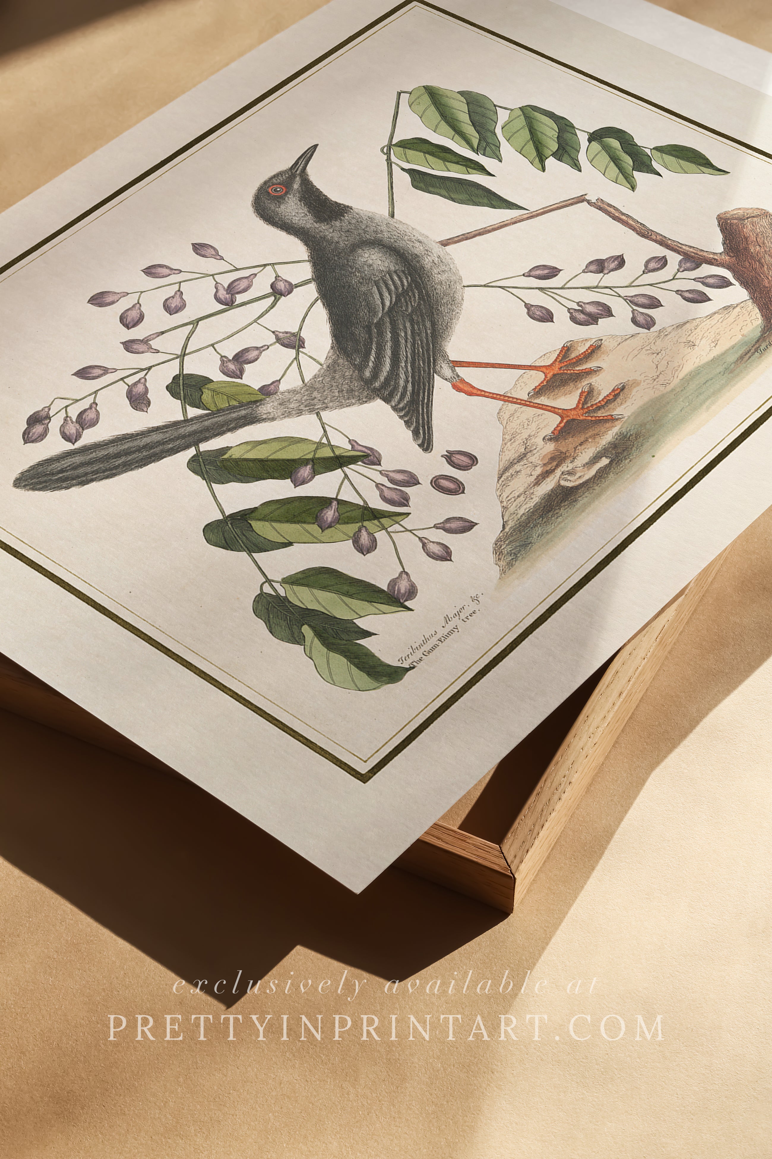 Vintage Bird Art Print 00919 | Unframed