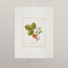 Vintage Art Print; Strawberry Plant 001 | Unframed