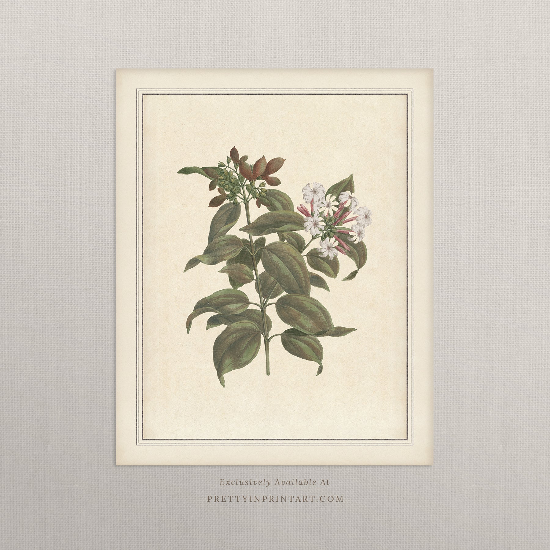 Vintage botanical art Antique plant prints Vintage botanical illustrations Framed botanical wall art Vintage floral prints Botanical artwork vintage Classic botanical prints Botanical wall decor Plant illustration vintage Historic botanical drawings