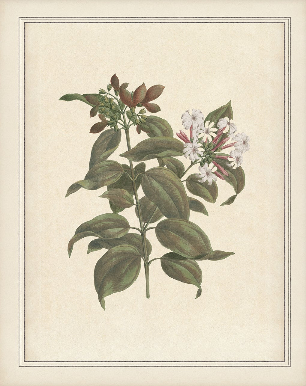 Vintage Plant Art 00956-02 | Unframed