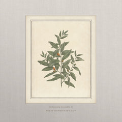 Vintage Botanical Plant Art Print – Antique Style Wall Art, Unframed (00956-03)