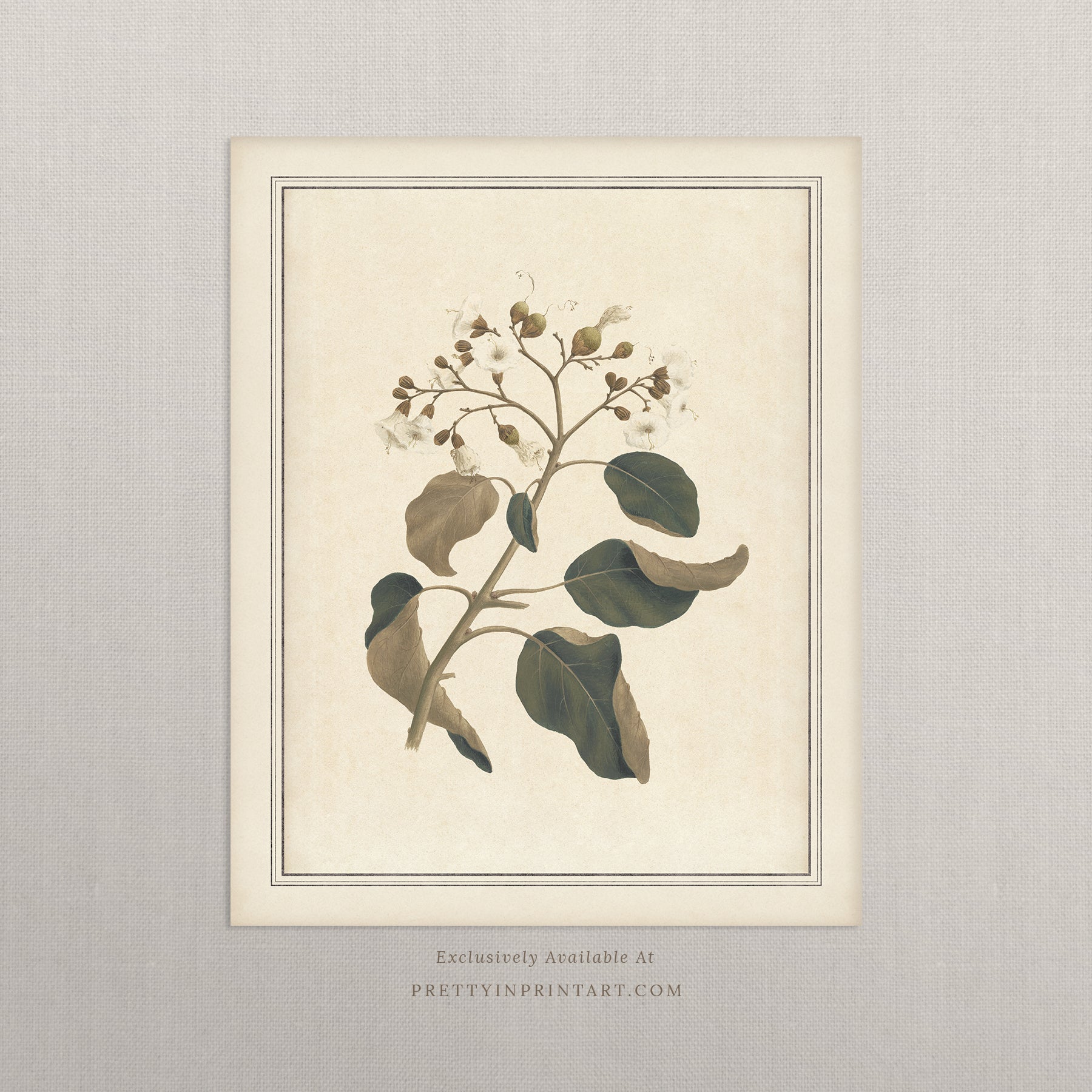 Vintage botanical art Antique plant prints Vintage botanical illustrations Framed botanical wall art Vintage floral prints Botanical artwork vintage Classic botanical prints Botanical wall decor Plant illustration vintage Historic botanical drawings