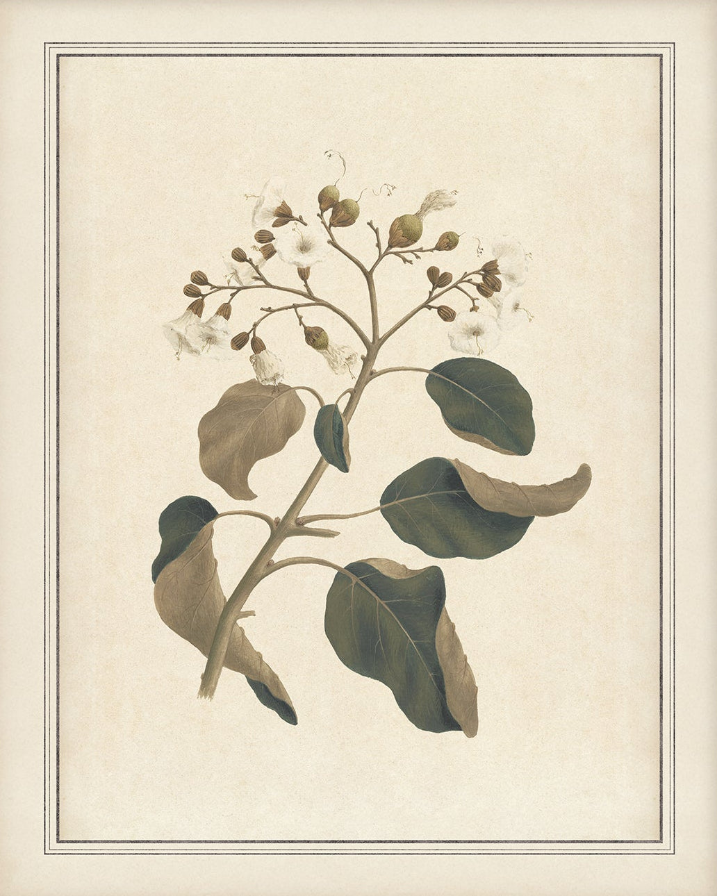 Vintage Plant Art 00956-04 | Unframed