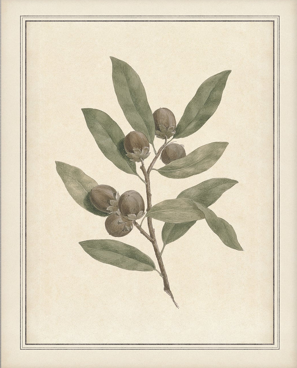 Vintage Plant Art 00956-05 | Unframed