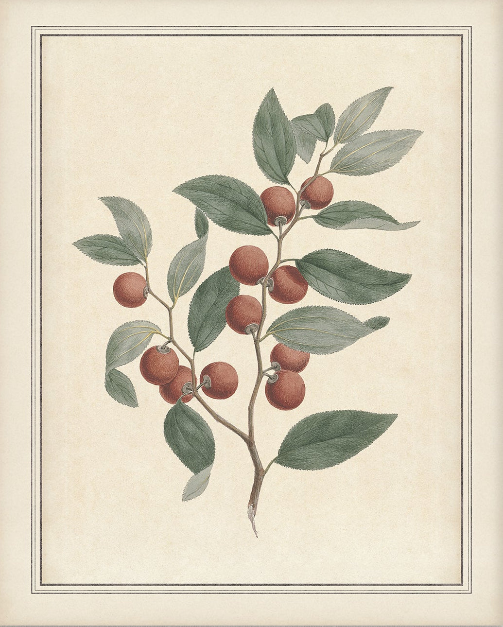 Vintage Plant Art 00956-06 | Unframed