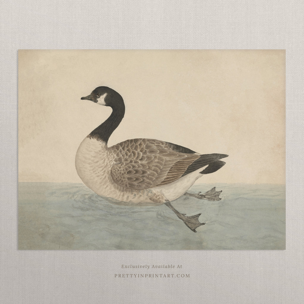 Canada goose quote quality cheap