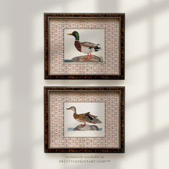 Vintage Duck Art Prints – Set of Two, Tortoiseshell Wood Frame, Farmhouse Kitchen Wall Decor (003, BRN-TOR-2124)