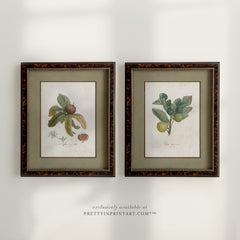 Vintage Botanical Art Print Pair – Fig & Medlar, Framed in Tortoiseshell-Style Wood Frame (2124)