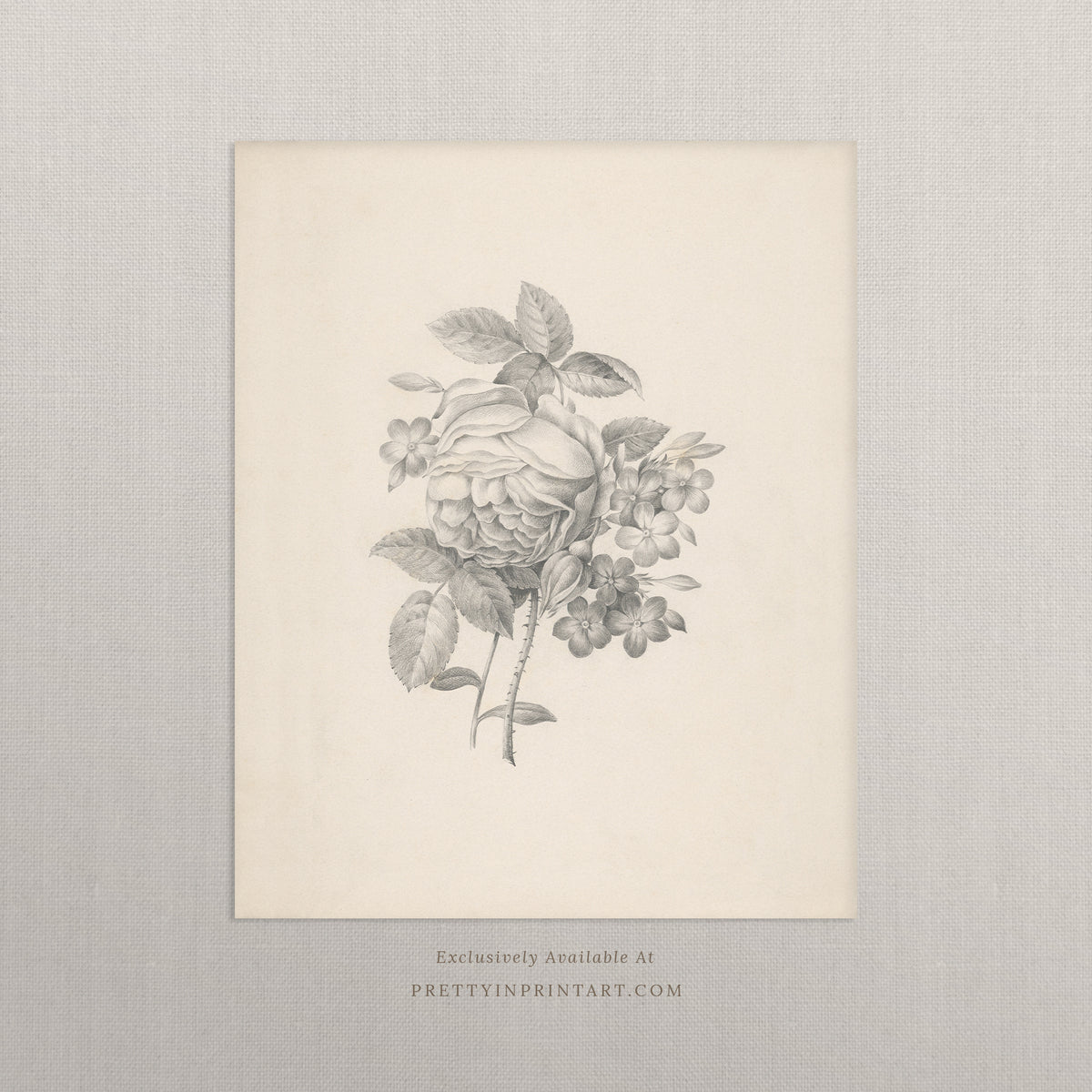 Vintage Flower Art 001 | Unframed