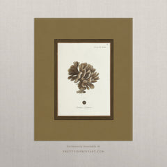 Vintage Sea Sponge Botanical Art Print – Antique Coastal Wall Art with Printed Border, Unframed (001)