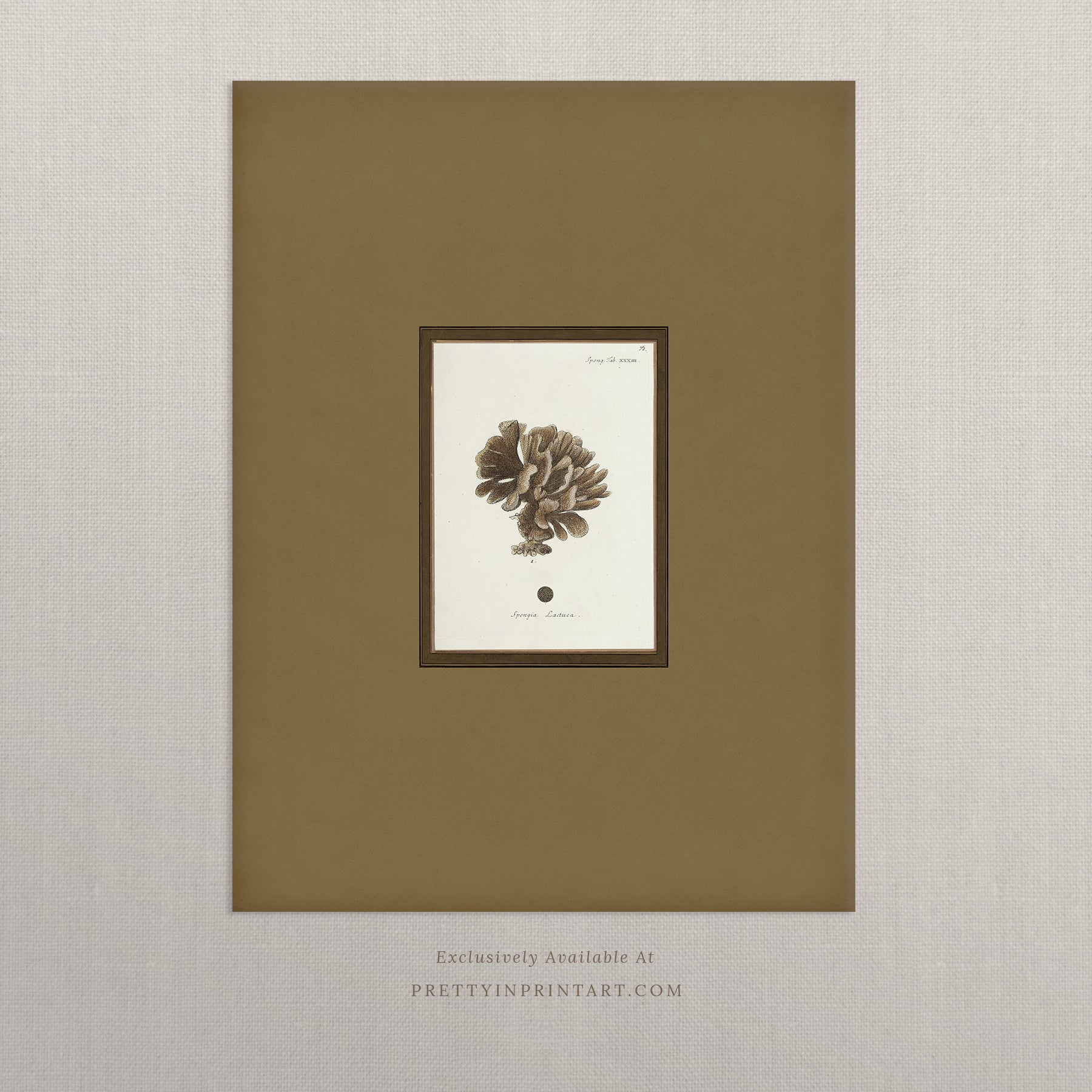 Vintage sea sponge still life botanical art print unframed