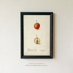 Framed Vintage Fruit Art | Fruit 003