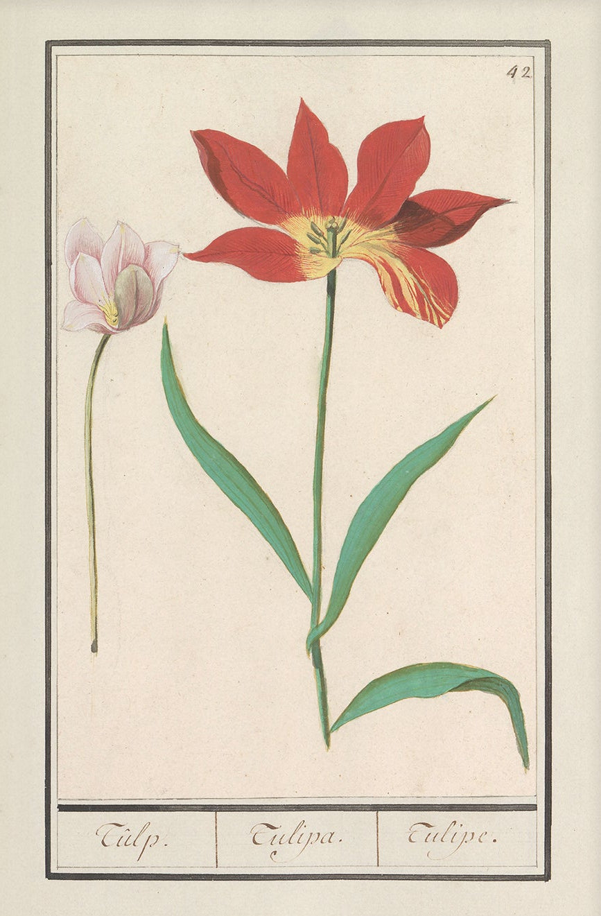 Vintage Flower Art | 001 | Unframed