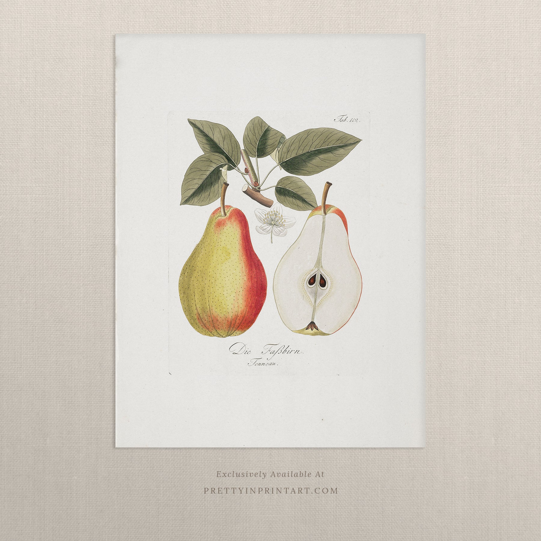 Vintage pear still life art print featuring classic fruit illustration, ideal for kitchen, dining room, or traditional home wall decor