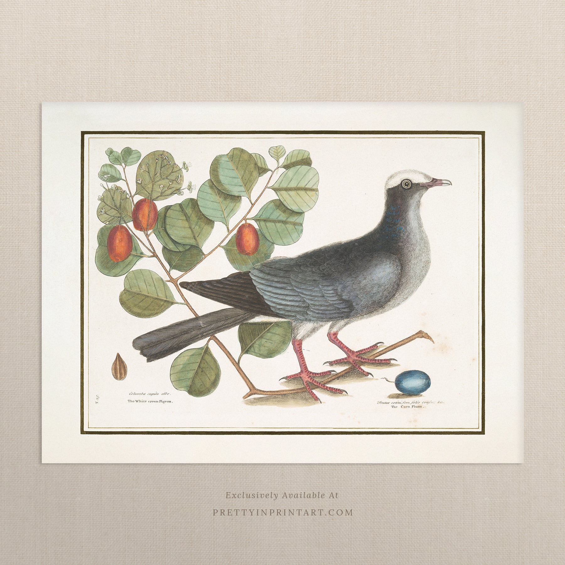 Vintage Bird Art Print 00912 | Unframed