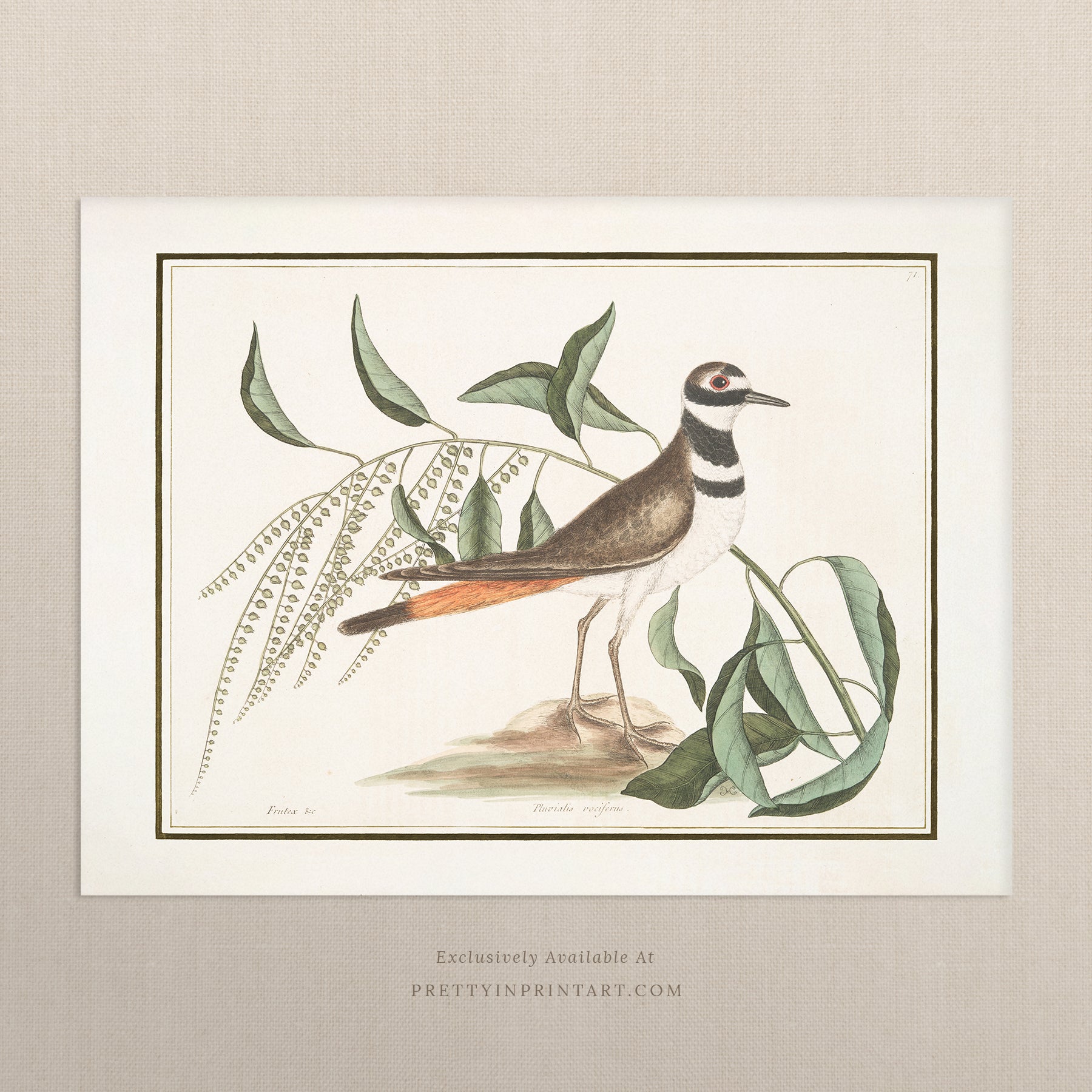 Vintage Bird Art Print 00913 | Unframed