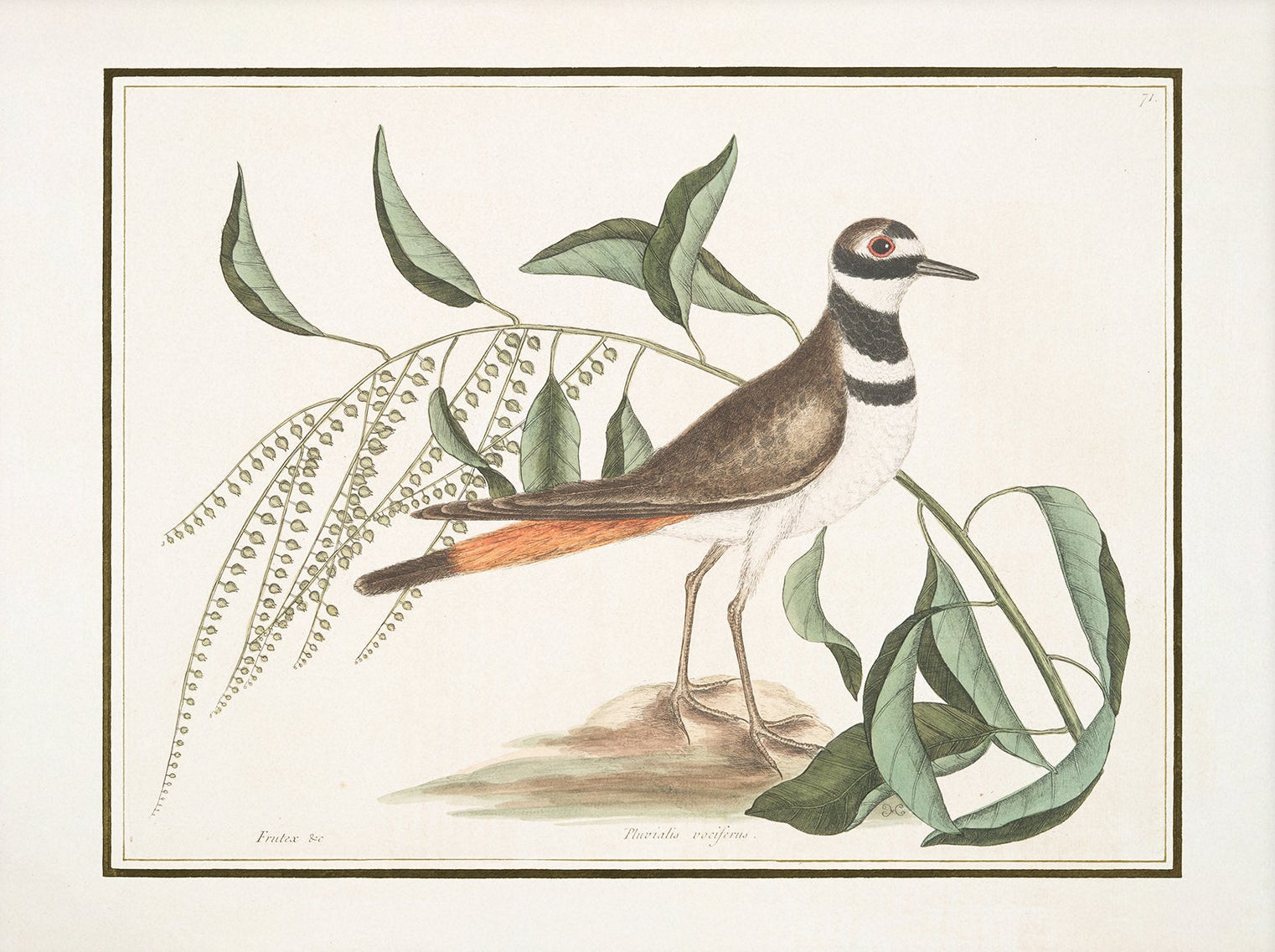 Vintage Bird Art Print 00913 | Unframed