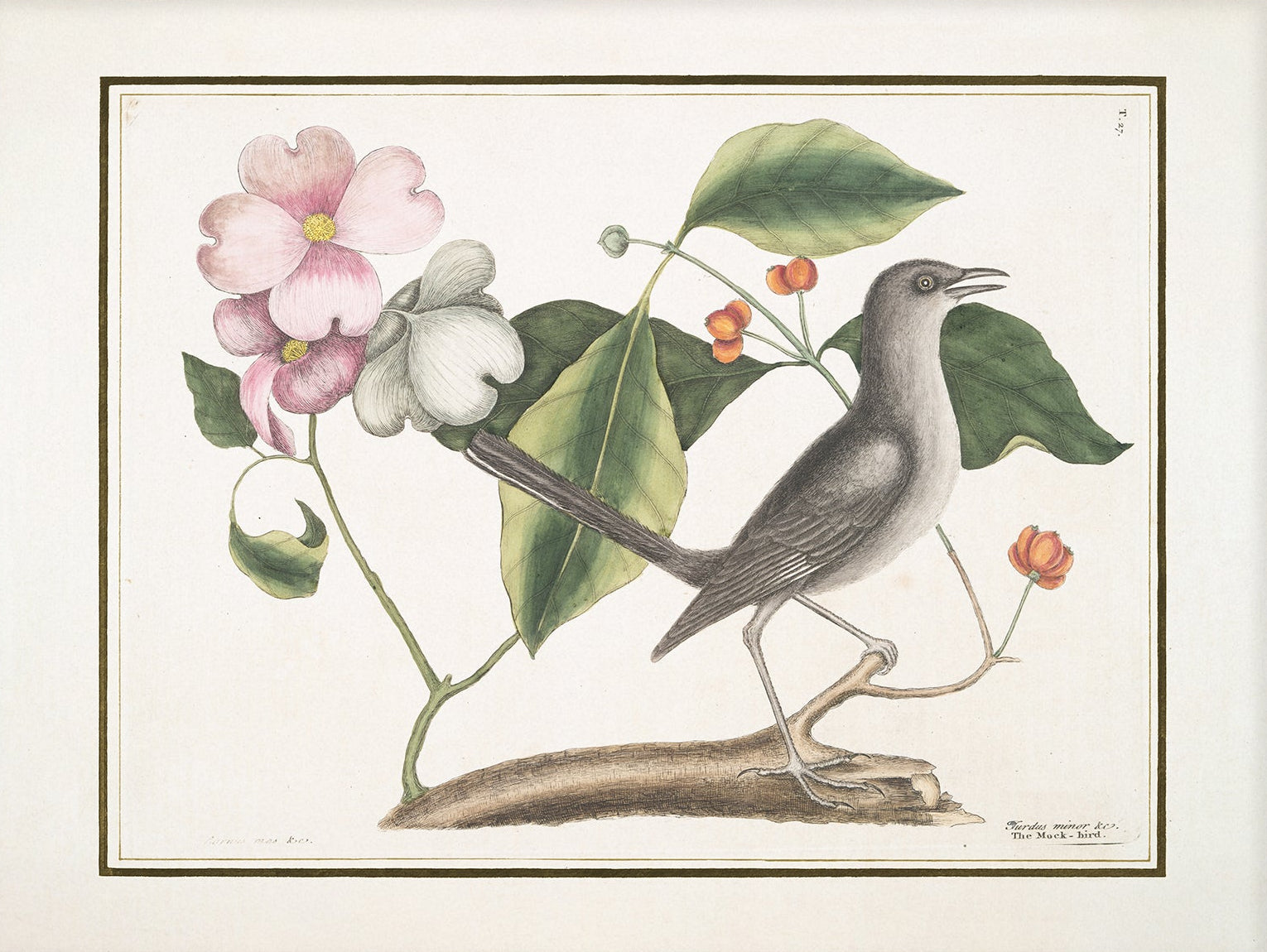 Vintage Bird Art Print 00914 | Unframed