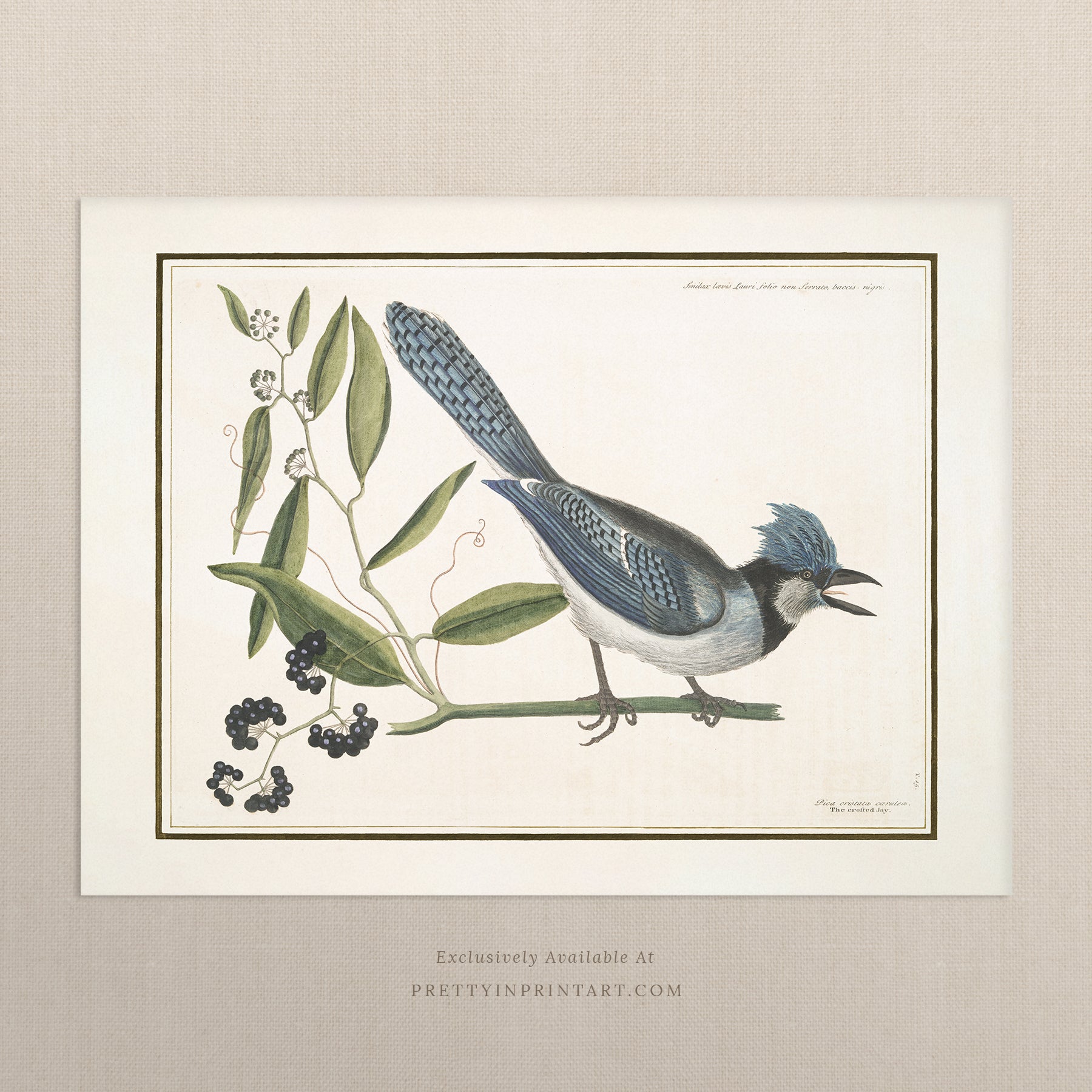 Vintage Bird Art Print 00915 | Unframed