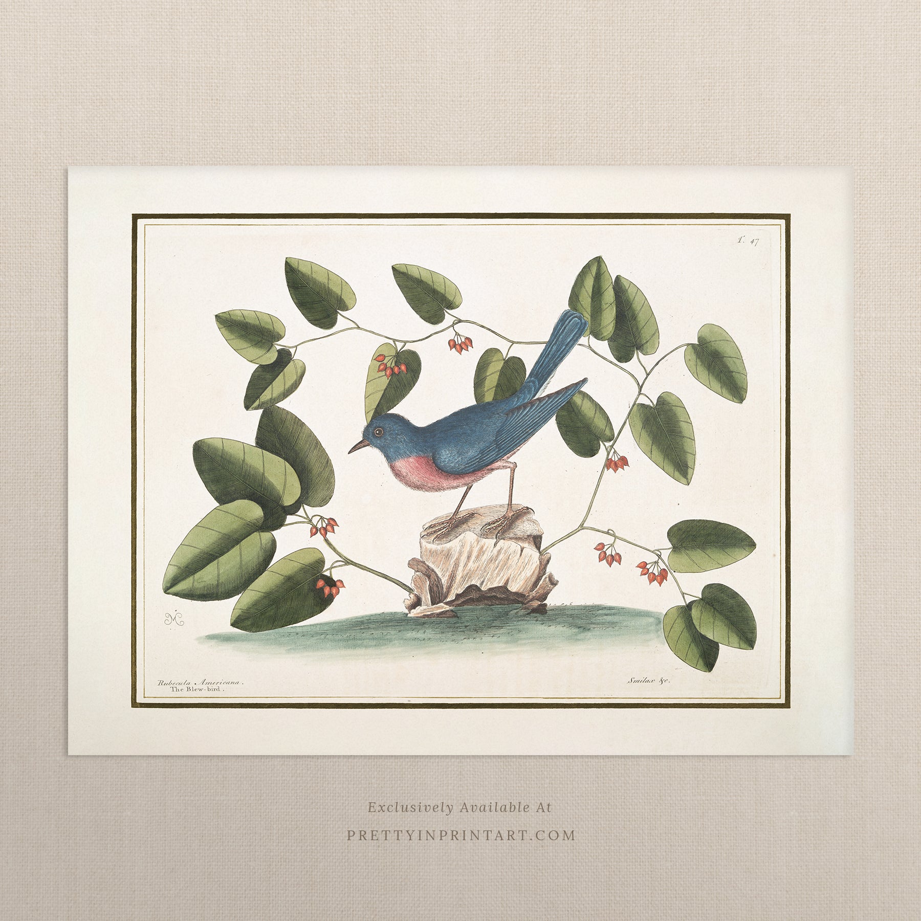 Vintage Bird Art Print 00916 | Unframed