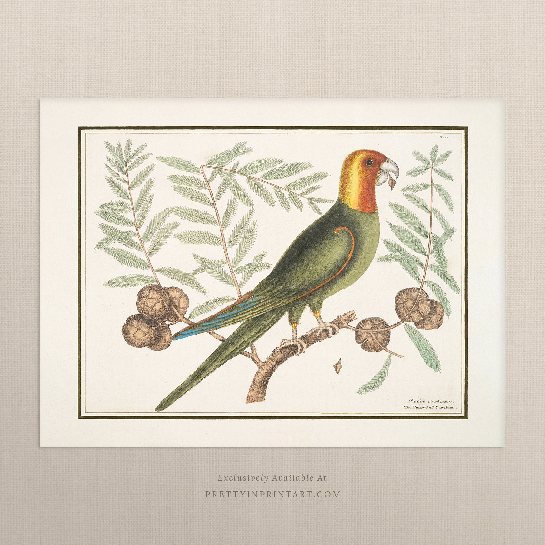 Vintage Bird Art Print 00917 | Unframed