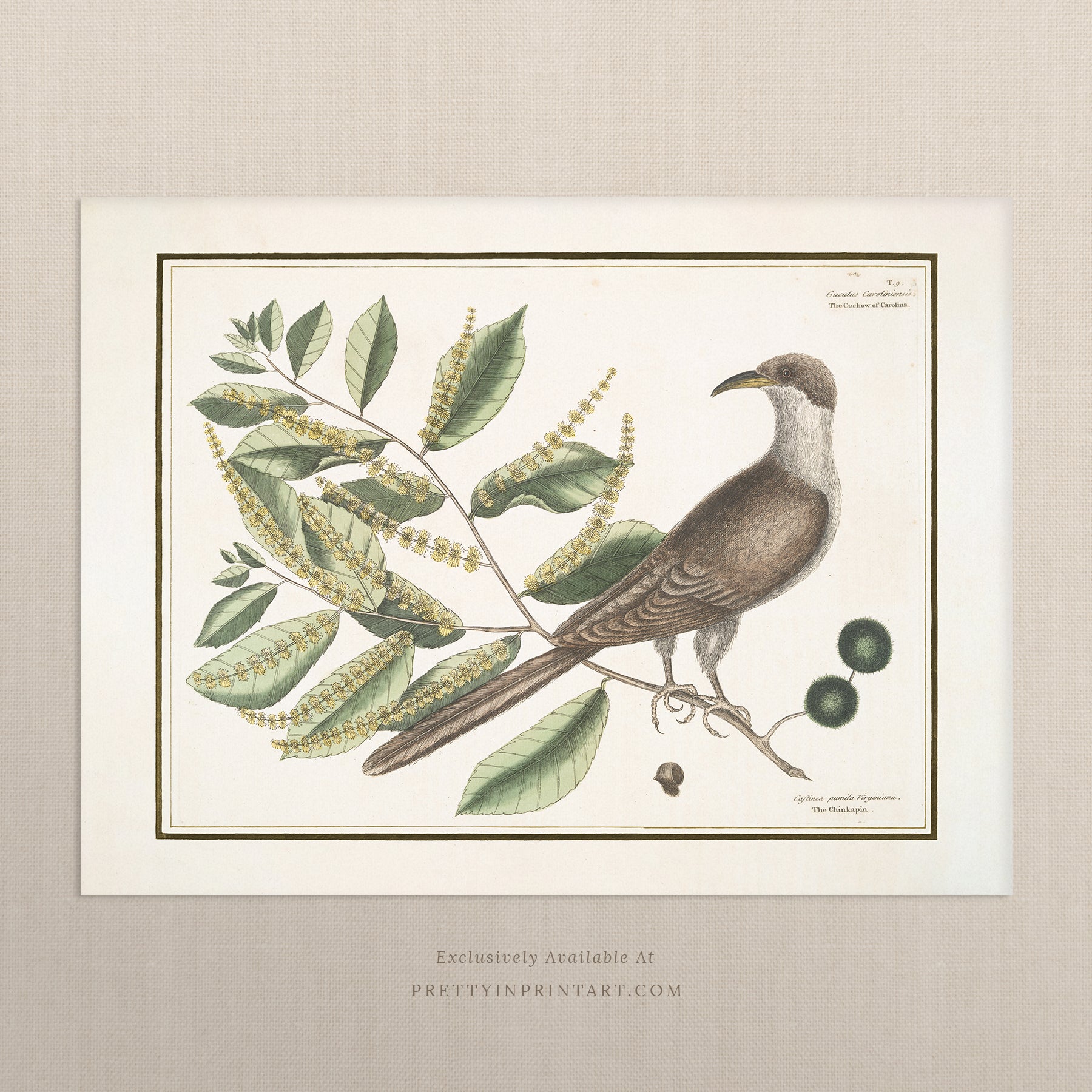 Vintage Bird Art Print 00918 | Unframed