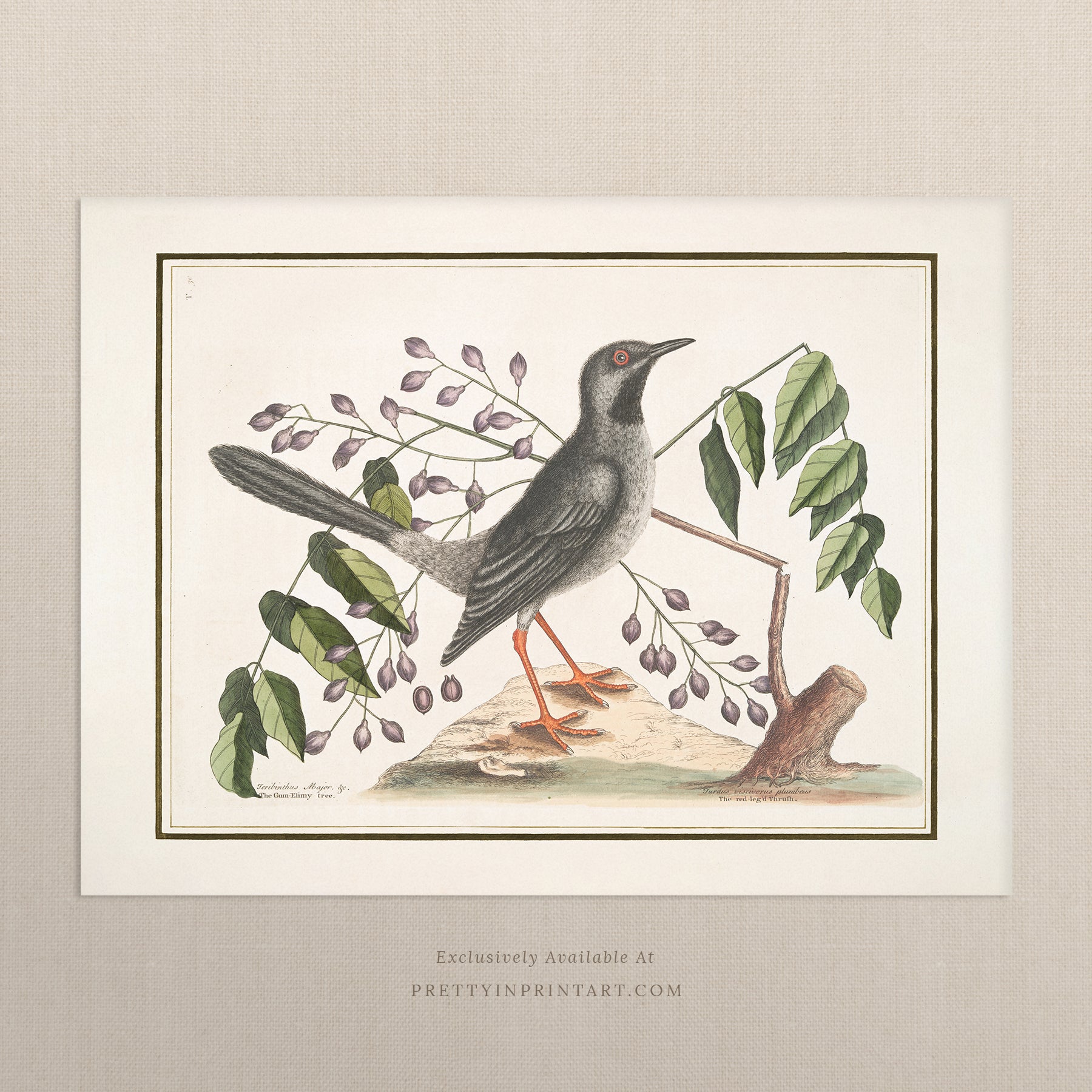 Vintage Bird Art Print 00919 | Unframed