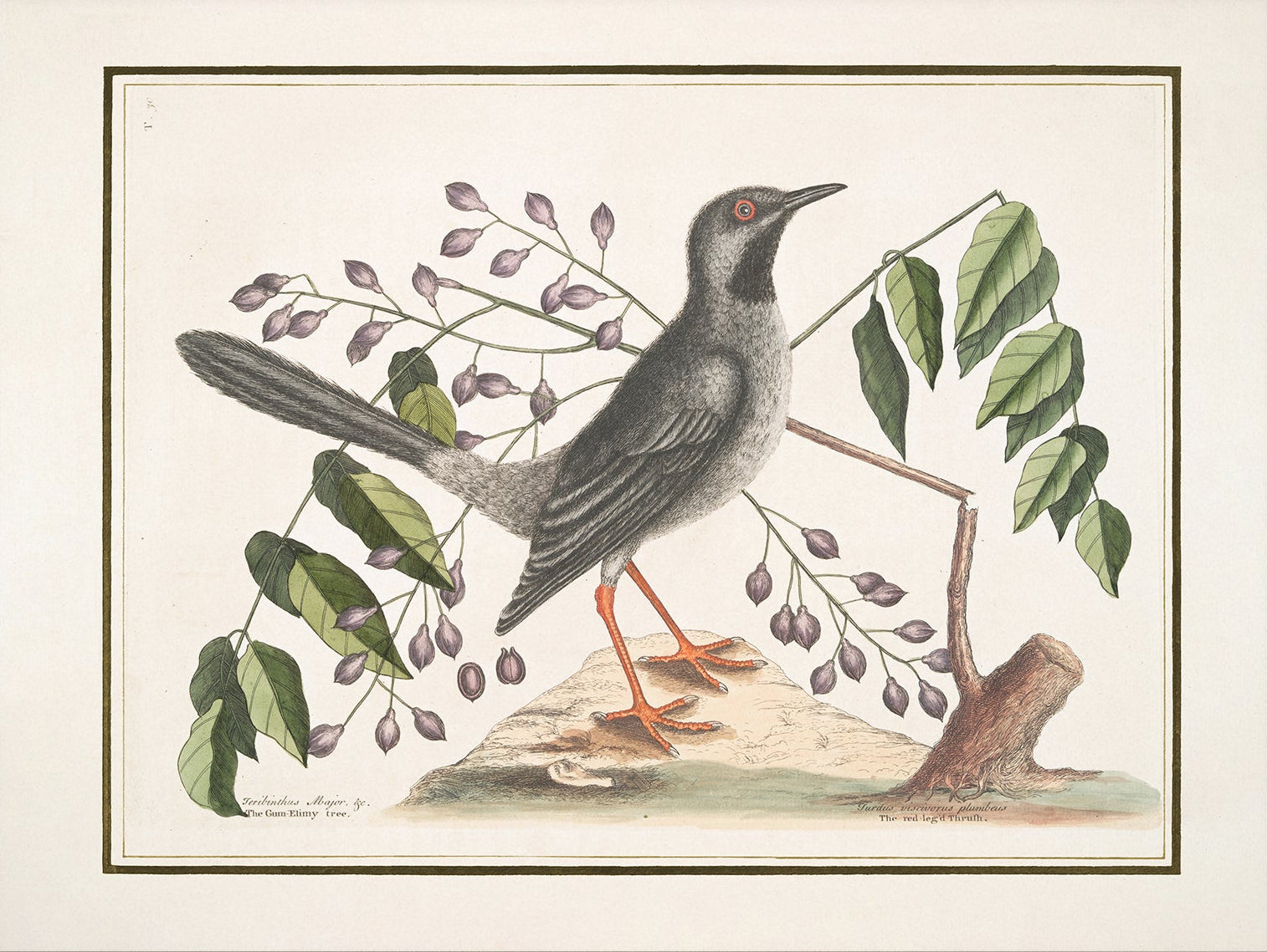 Vintage Bird Art Print 00919 | Unframed