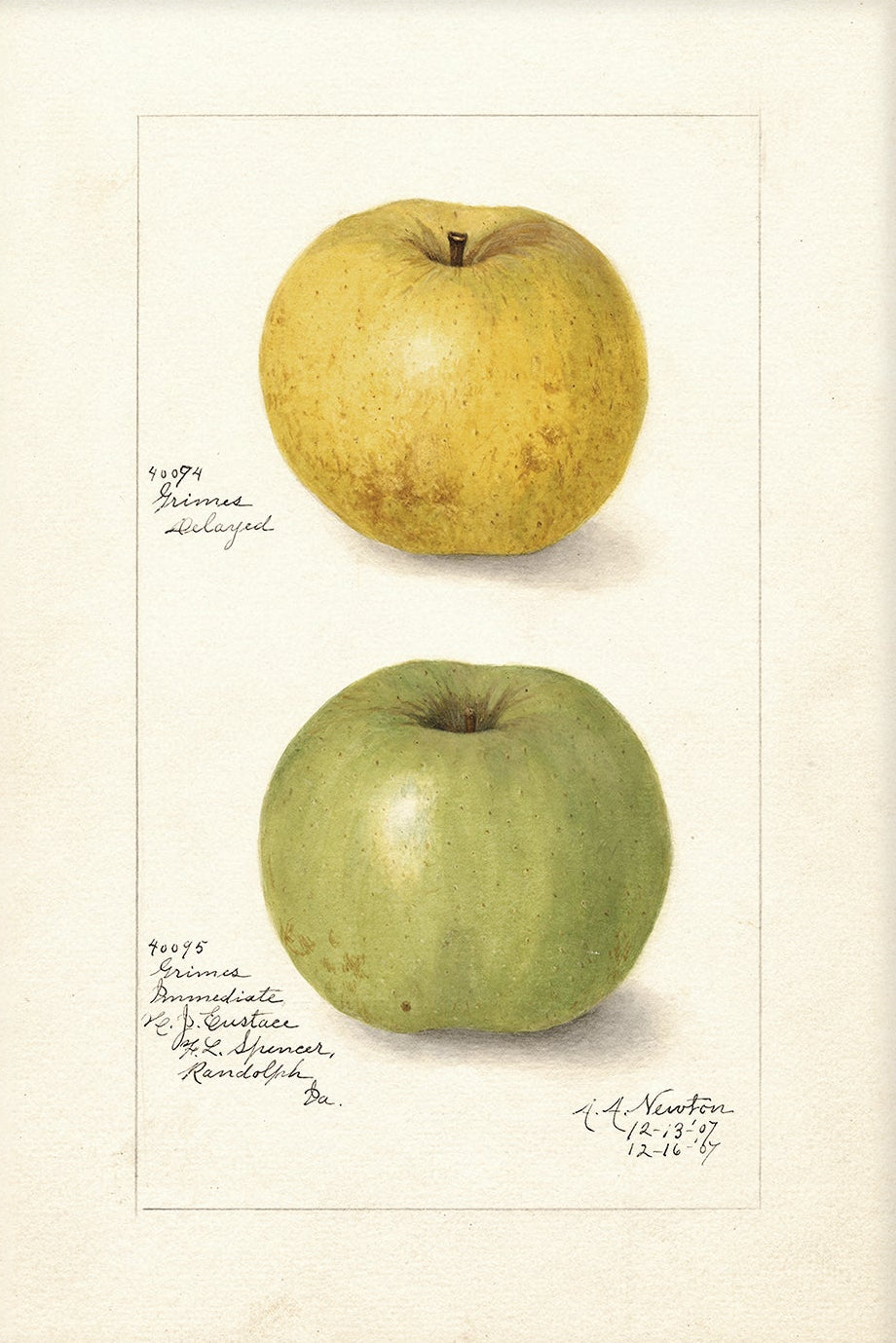 Vintage Fruit Art Prints - Apple 004 | Unframed