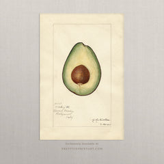 Vintage Fruit Art Prints - Avocado 001 | Unframed