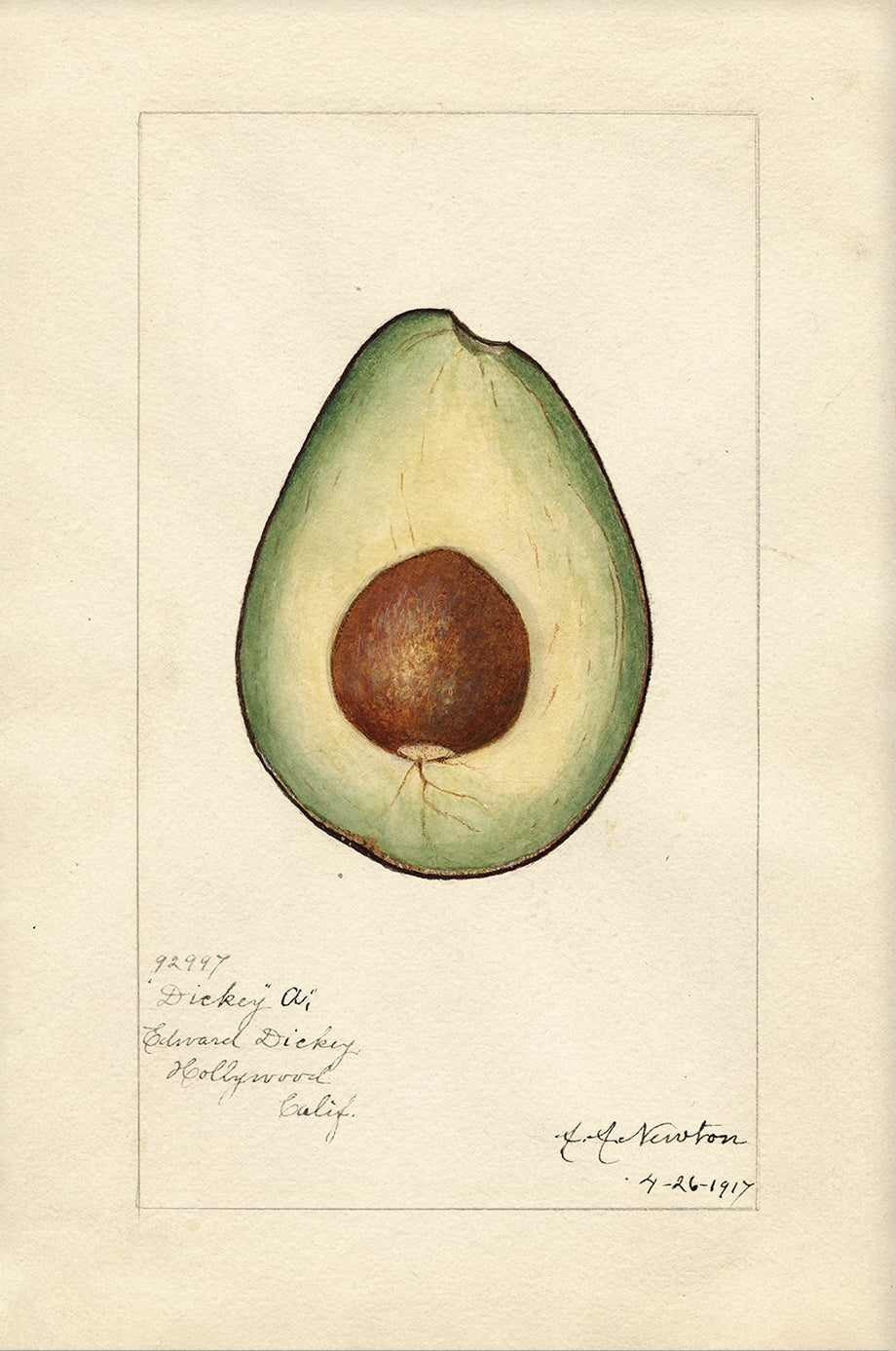 Vintage Fruit Art Prints - Avocado 001 | Unframed
