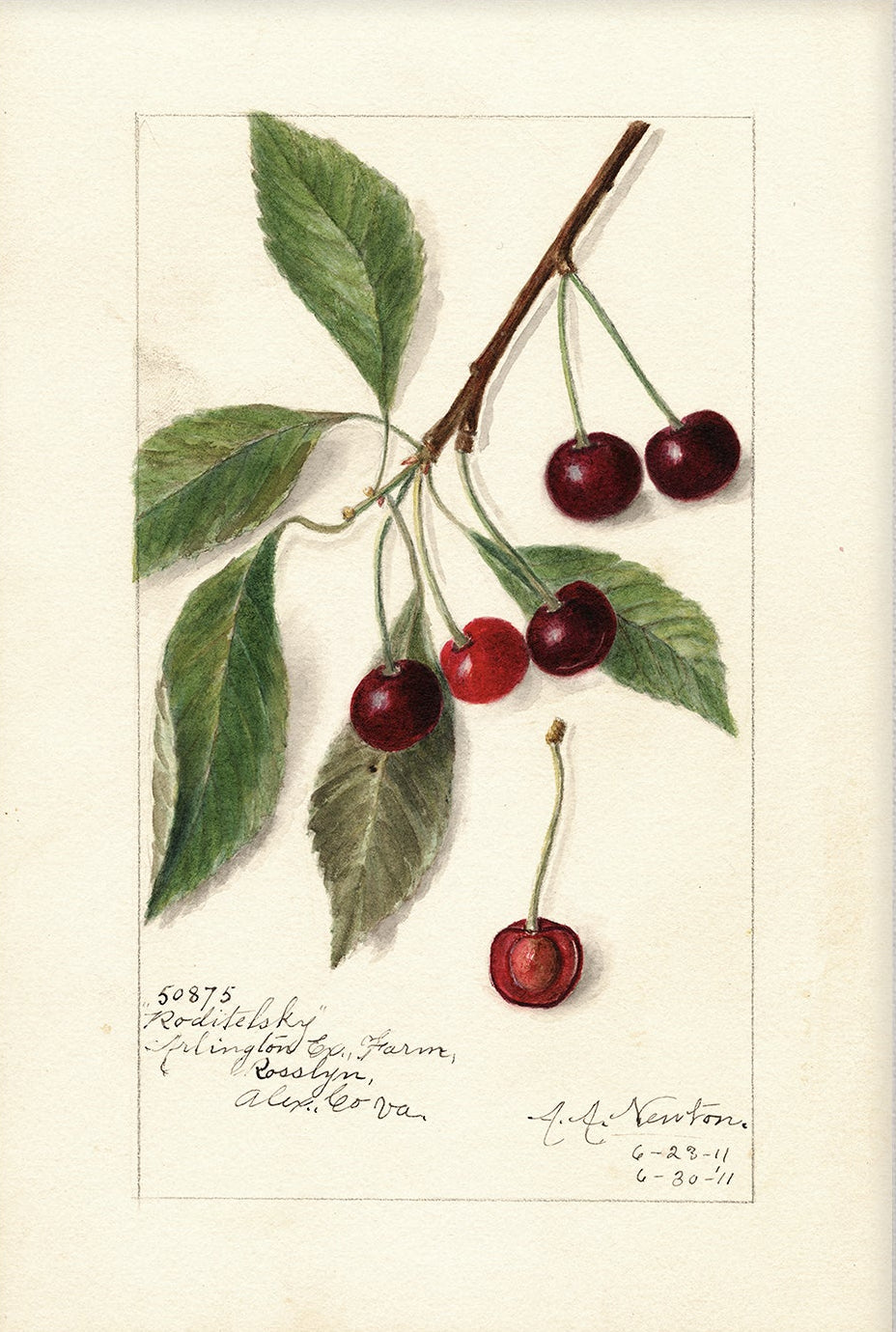 Vintage Fruit Art Prints - Cherry 002 | Unframed