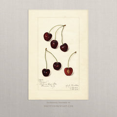 Vintage Fruit Art Prints - Cherry 007 | Unframed