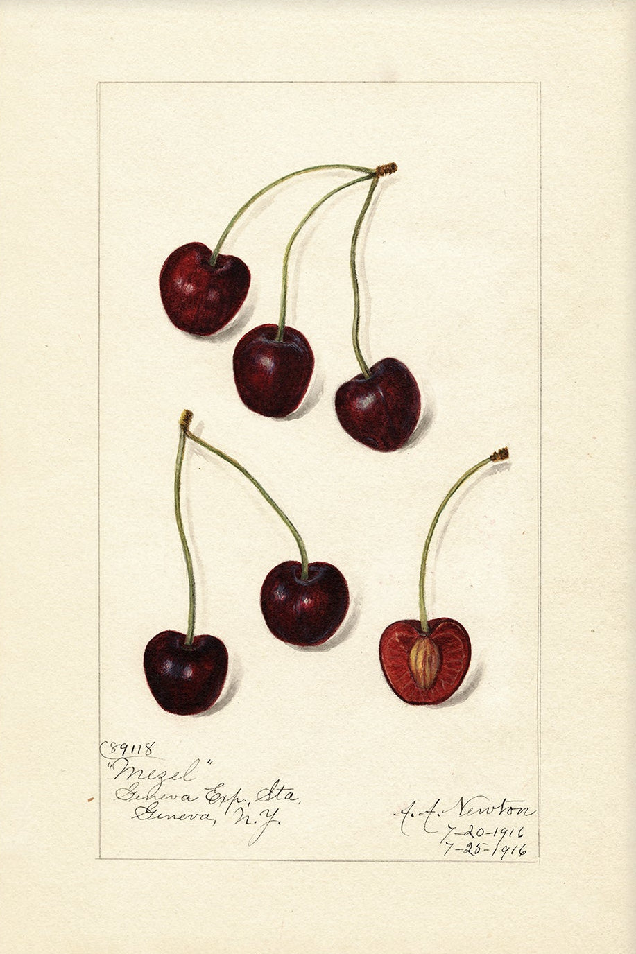 Vintage Fruit Art Prints - Cherry 007 | Unframed