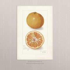 Vintage Citrus Fruit Art Print – Antique Botanical Still Life Wall Art, Unframed (008)