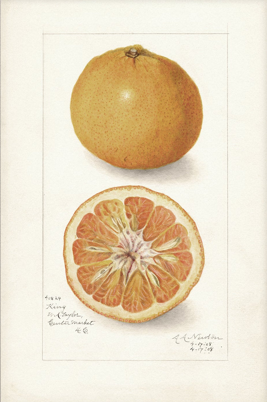 Vintage Fruit Art Prints - Citrus 008 | Unframed