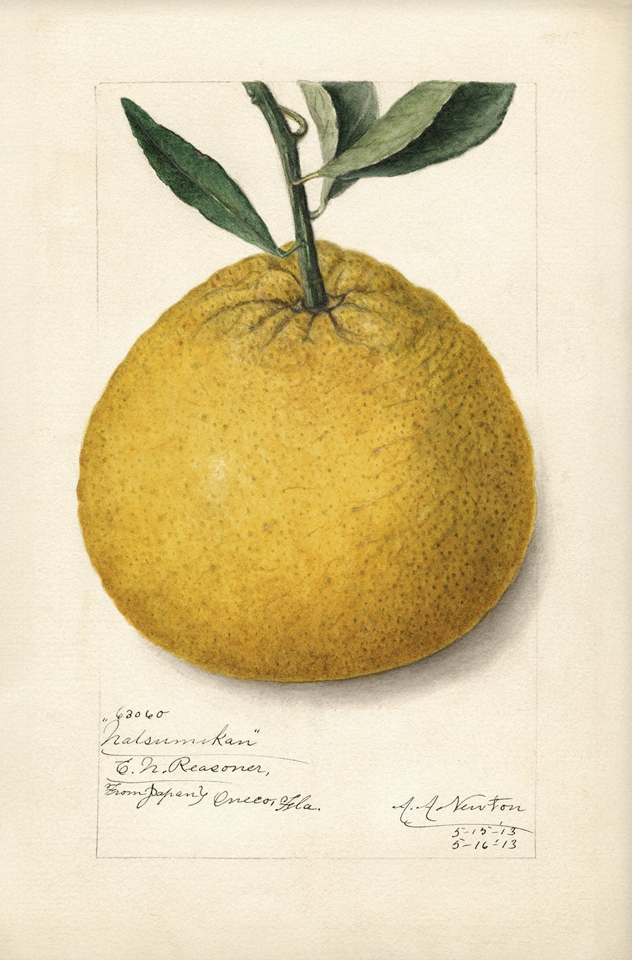 Vintage Fruit Art Prints - Citrus 009 | Unframed