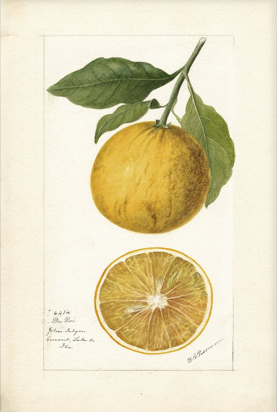 Vintage Fruit Art Prints - Citrus 010 | Unframed