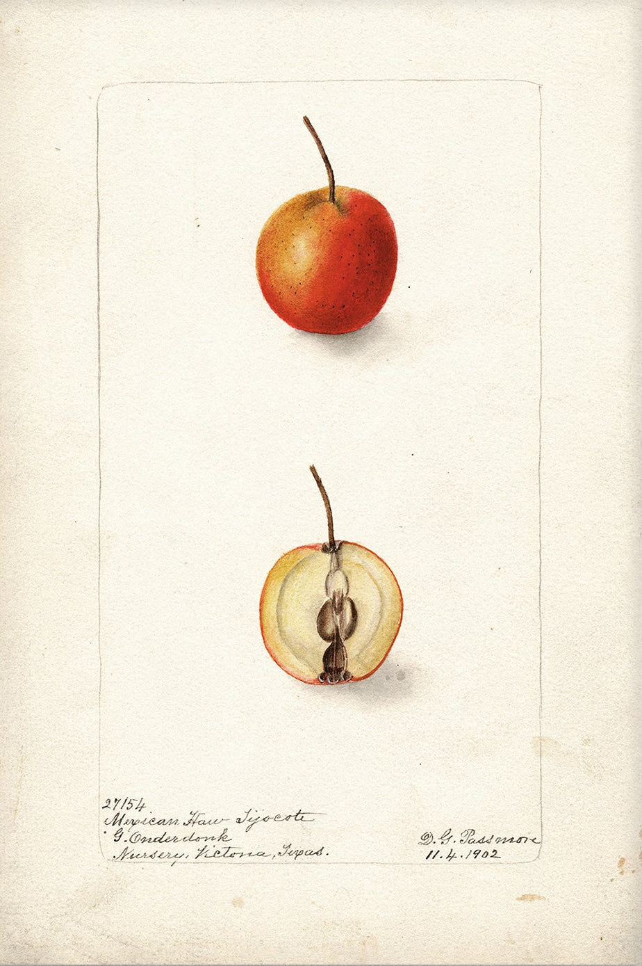 Vintage Fruit Art Prints - Fruit 003 | Unframed