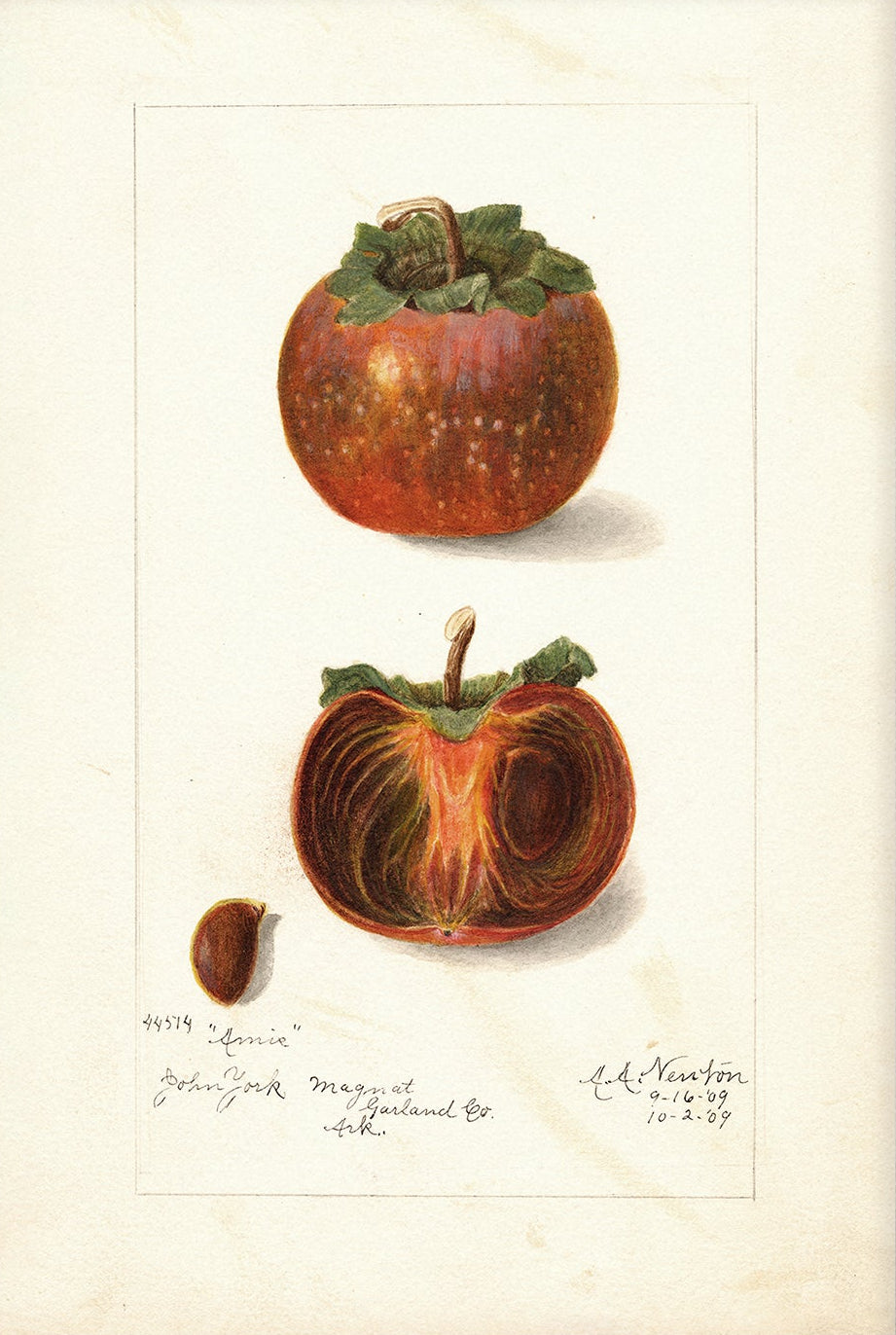 Vintage Fruit Art Prints - Fruit 004 | Unframed