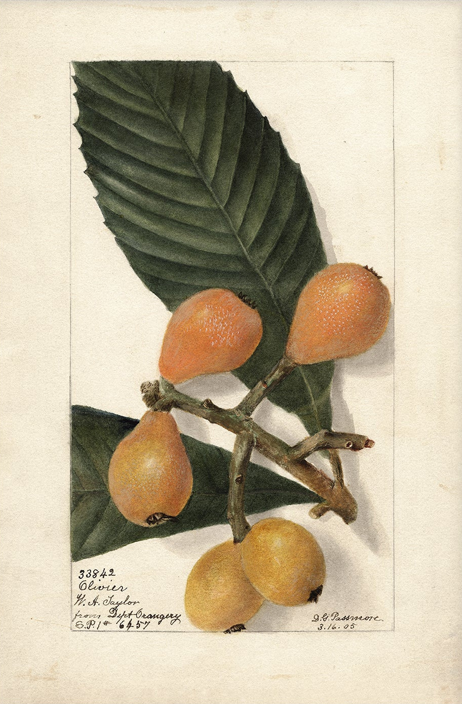 Vintage Fruit Art Prints - Fruit 007 | Unframed